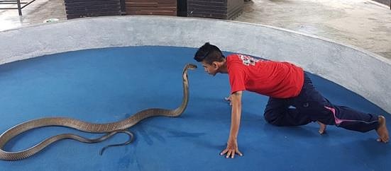 Cobra Show