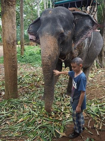 Elephant Trekking