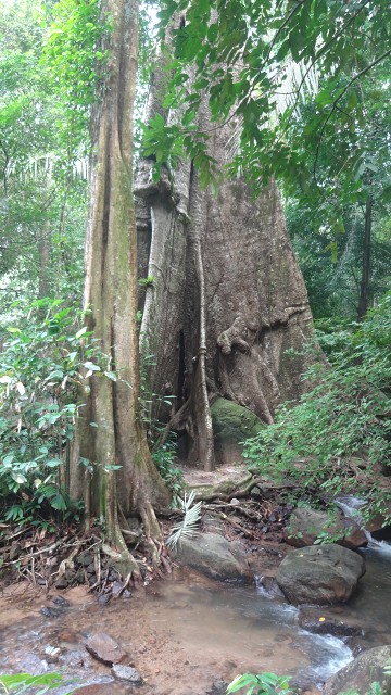 Huay Toh Waterfall 3