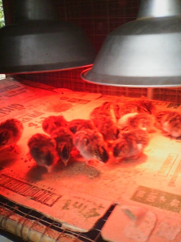 Incubator Chicks